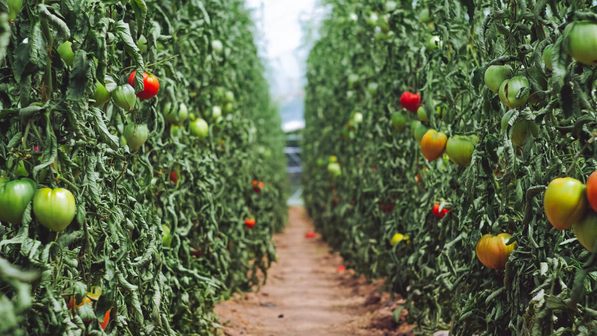 Buon investimento - coltivazione pomodori