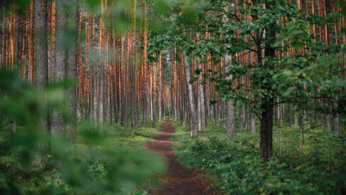Non esistono scorciatoie per vivere di rendita - sentiero nella foresta